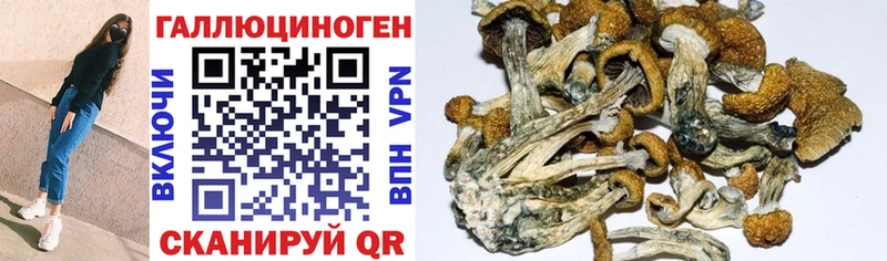 Псилоцибиновые грибы GOLDEN TEACHER  наркотики  Отрадная 